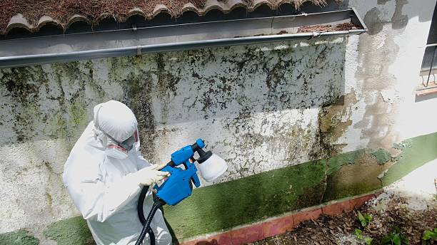 Mold Removal service in Elgin